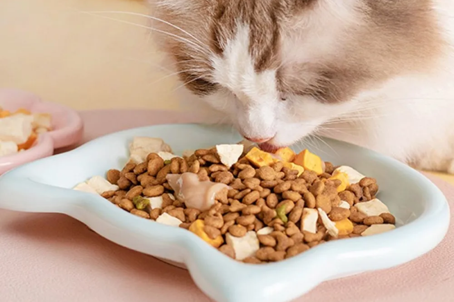Dishwasher safe dog bowl