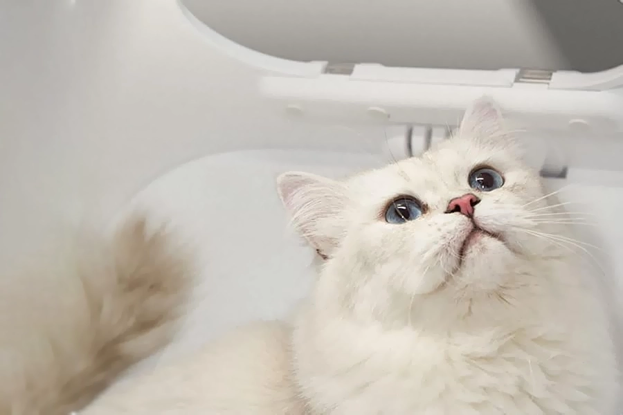 Portable pet dryer box